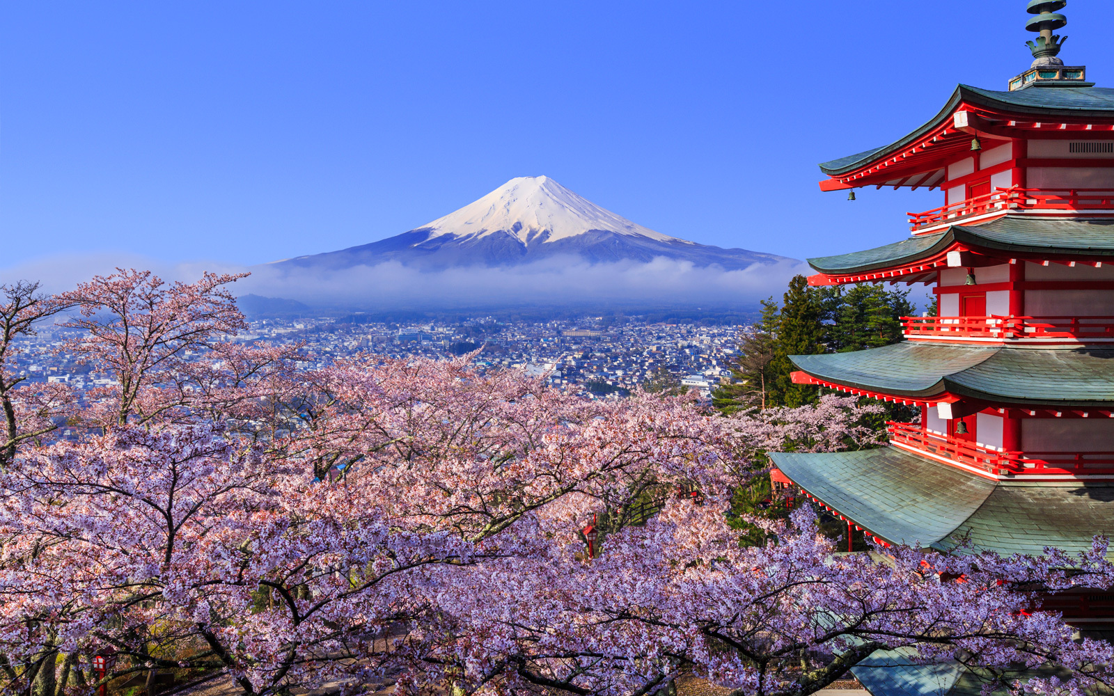 日本现千年来最早樱花季 美好景象背后掩藏怎样的危机?