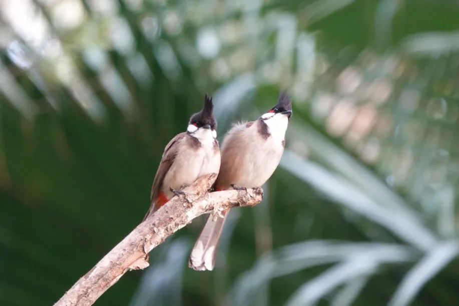 红耳鹎为小型鸟类,也叫高冠鸟,因头上有竖立起来的羽冠,耳孔覆盖着