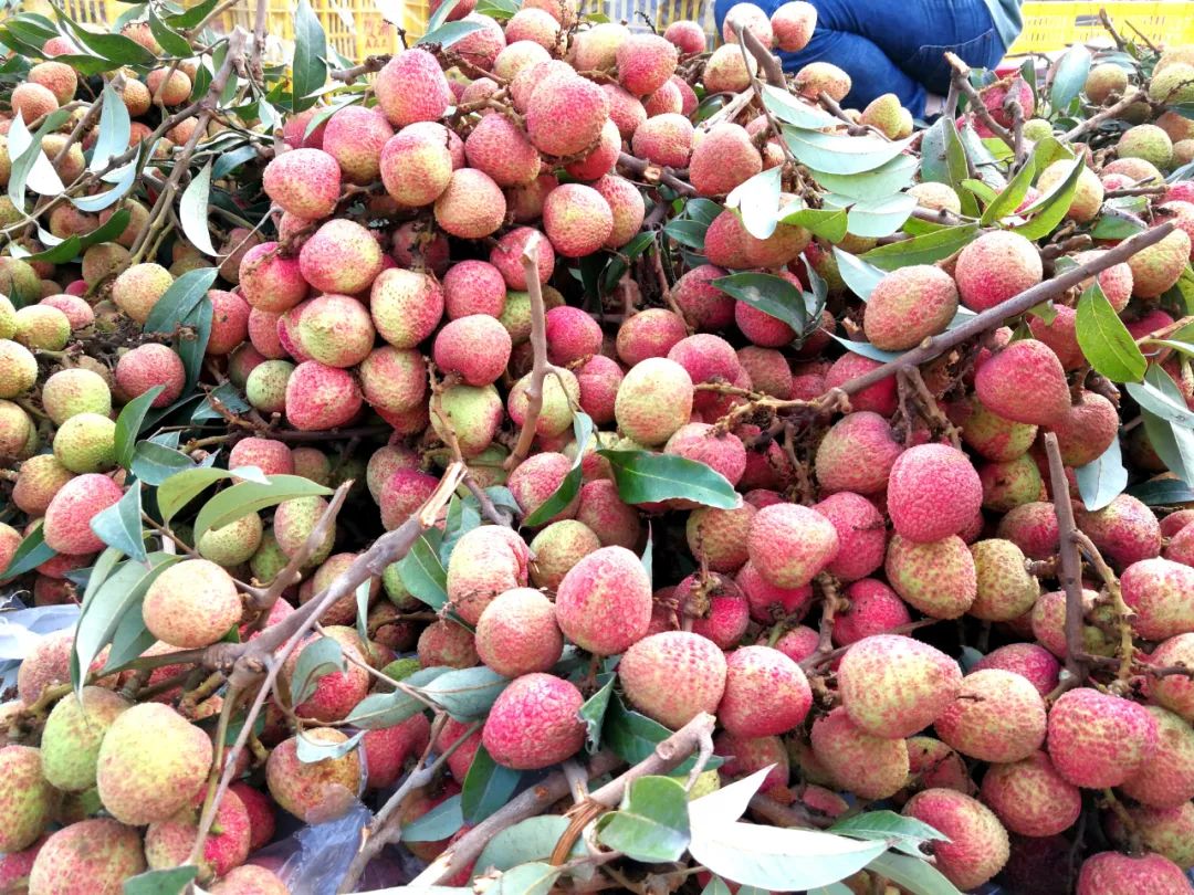 淡红的,火红的 一串串,一簇簇的荔枝 挂满了枝头 一股荔枝香气扑面