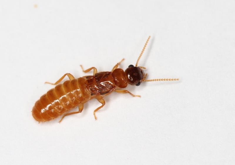 又到白蚁分飞季房屋安全很揪心如何预防话你知