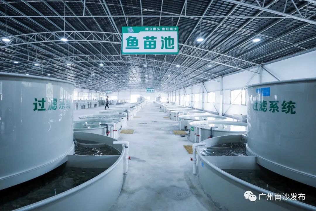 在出苗投产仪式上,淡水鱼类南沙(南繁)育种中心首席科学家,中国工程院