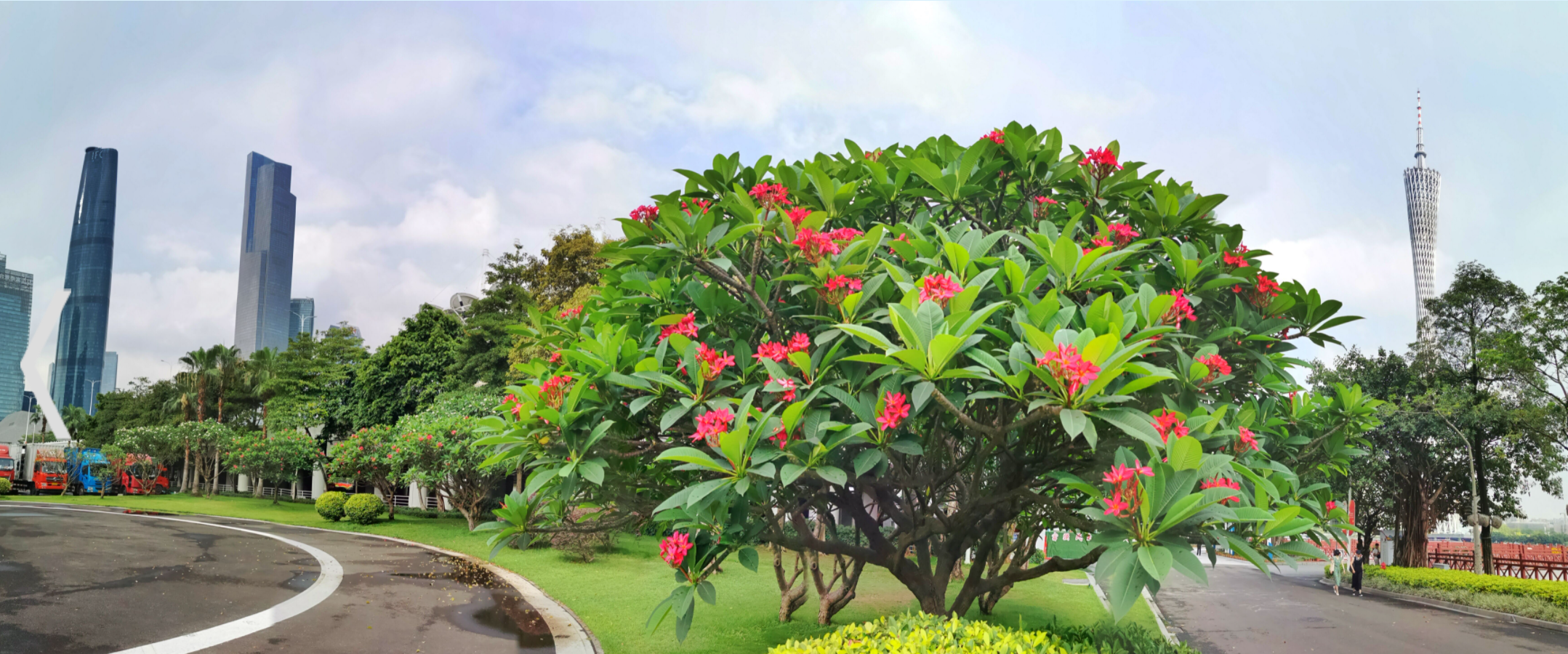 踏入5月,广州骤然进入酷夏,散落在城市各处的鸡蛋花树,枝头上也不知不