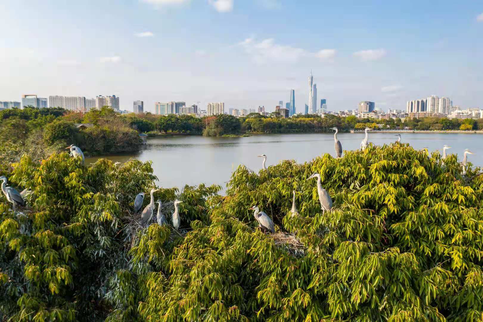 海珠湿地水鸟图片