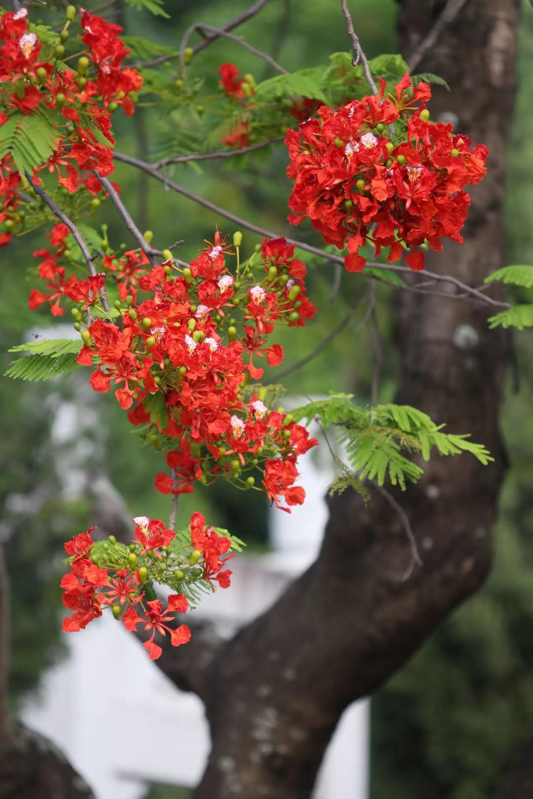 夏日的热情藏在恣意绽放的凤凰花里