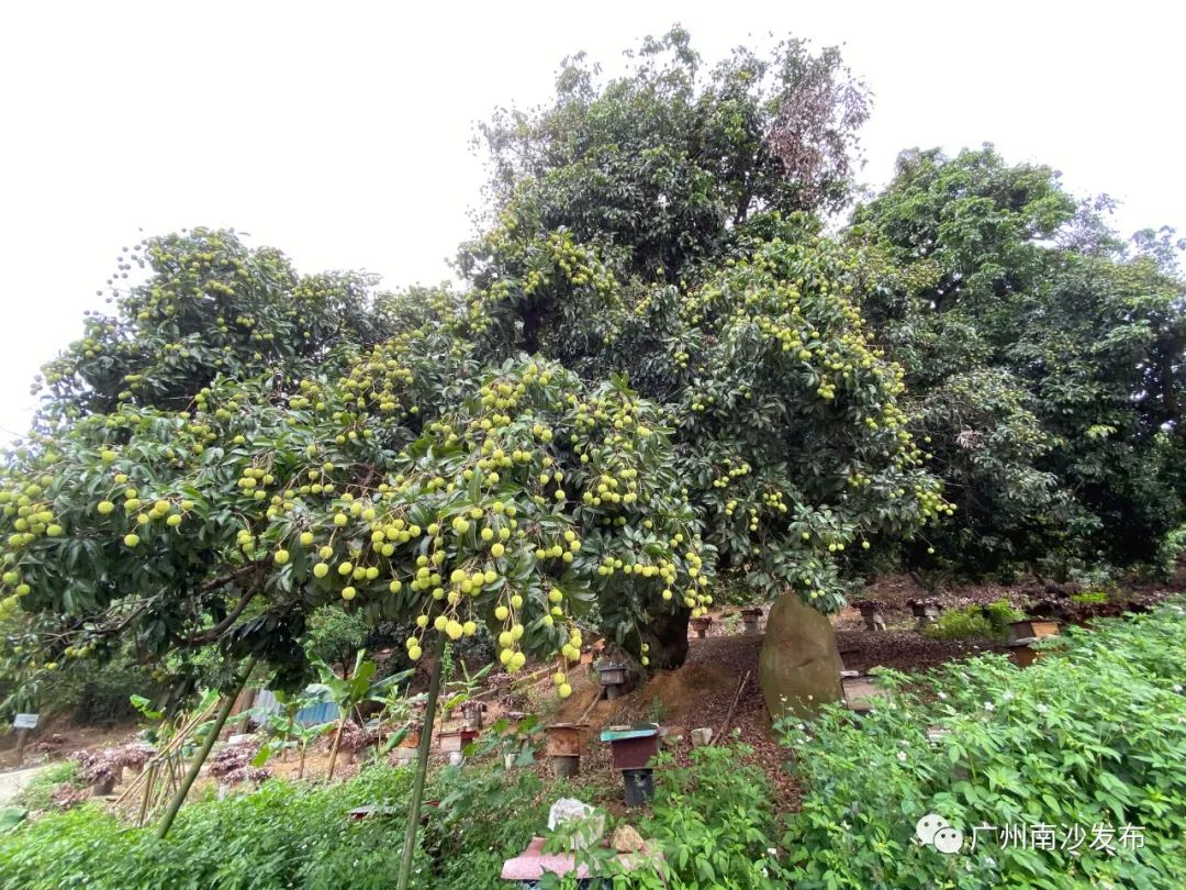 的老荔枝树在风中摇曳,串串荔枝果实垂下枝头,树上的荔枝果正由青变红