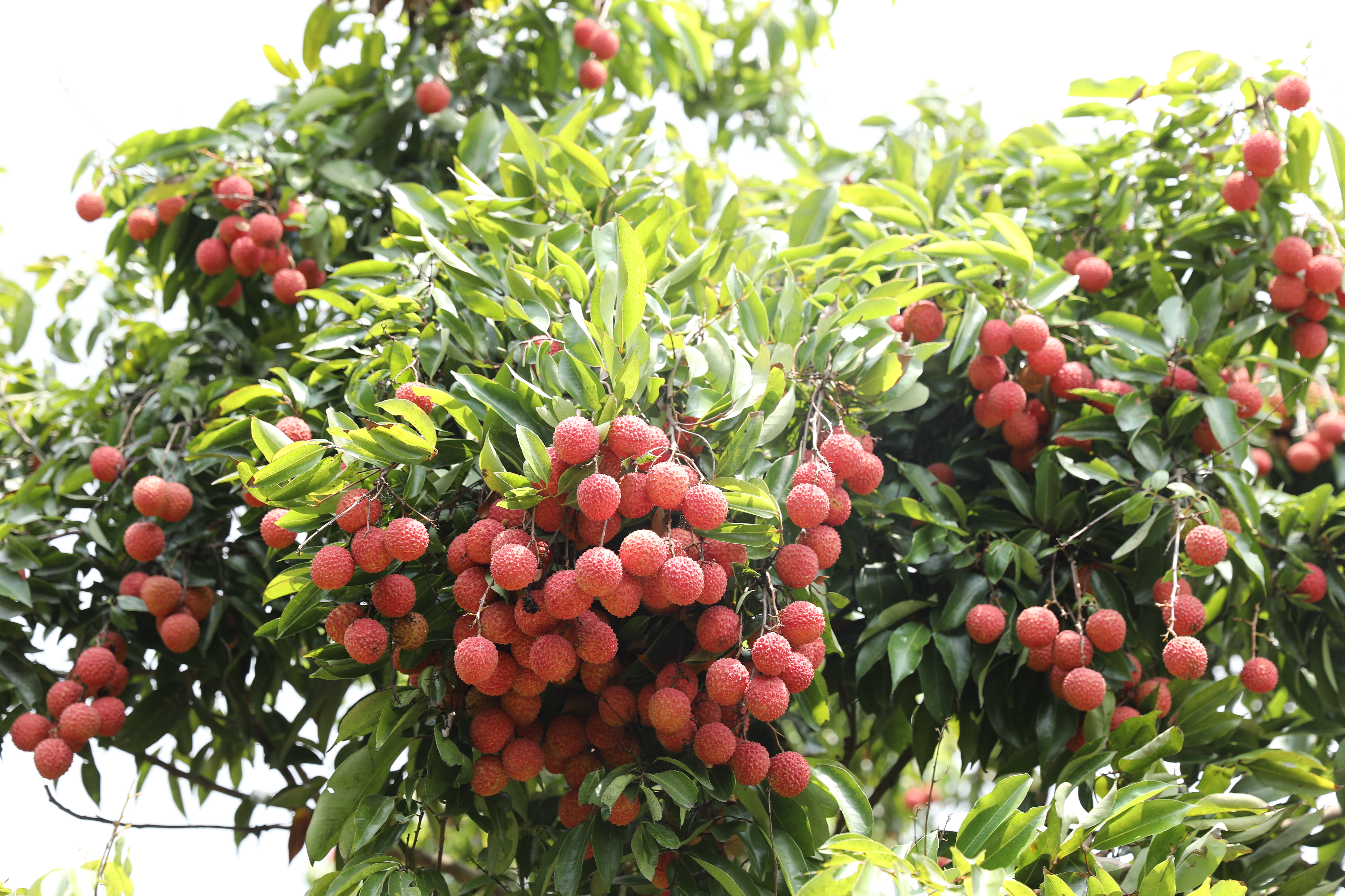 超800万斤南沙荔枝提前上市,价格同比略降