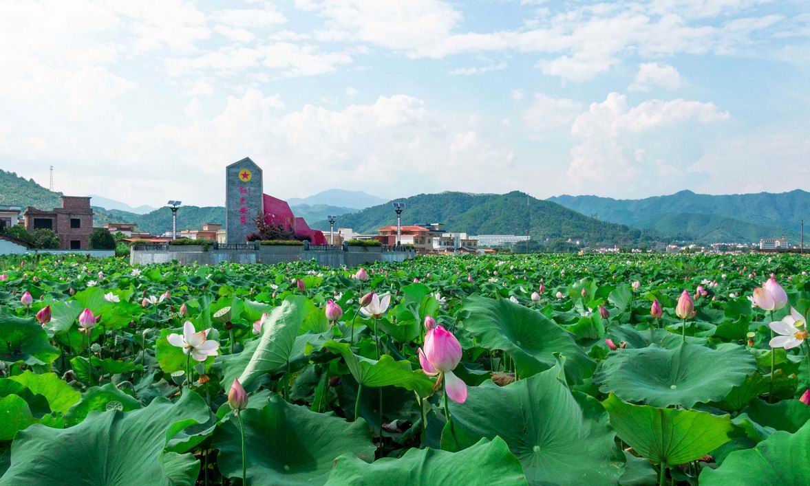 韶关仁化:红色安岗荷塘飘香,"一村一品"赋能乡村振兴