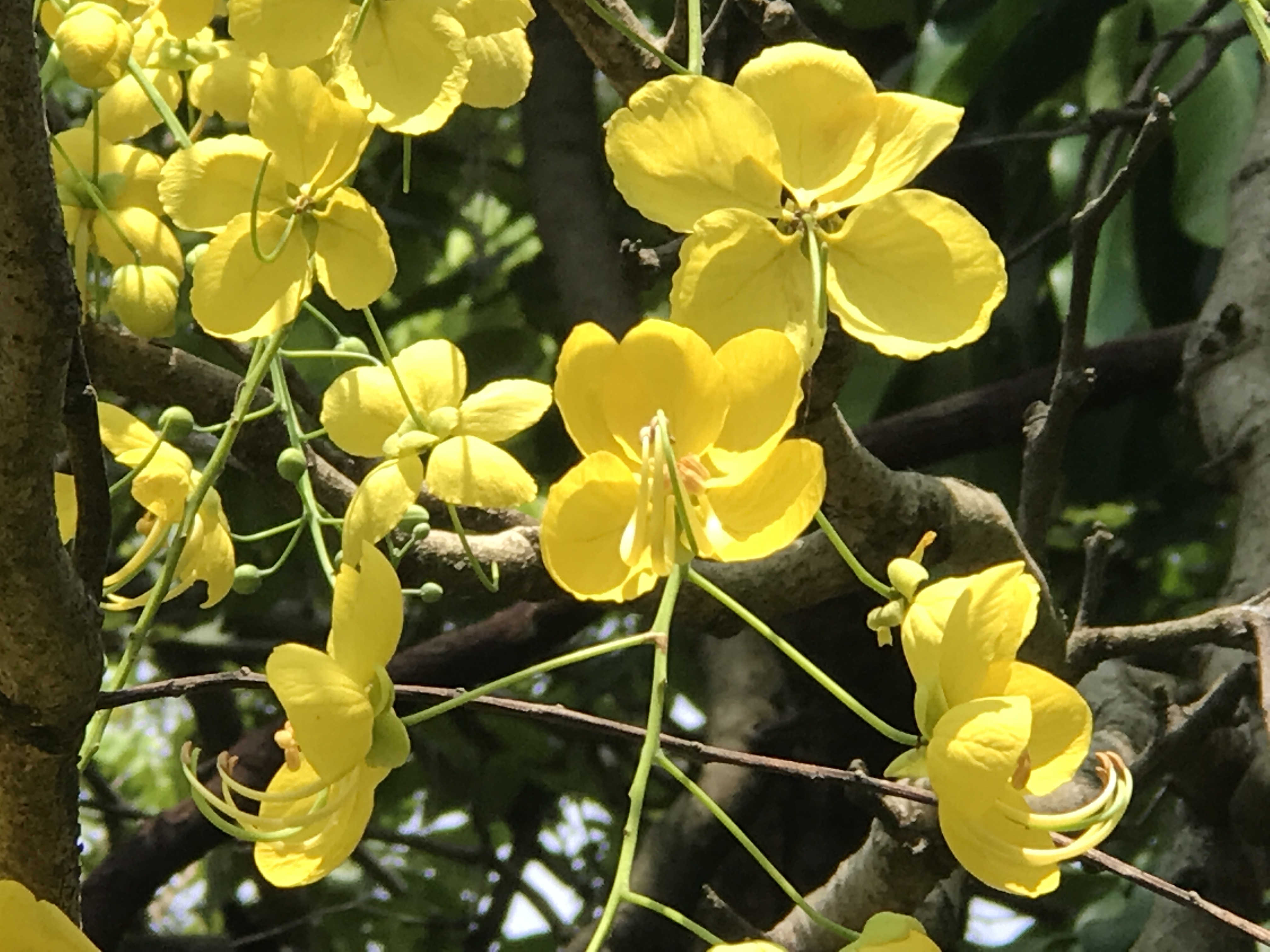 花色金黄果实似腊肠 挂树上,树名果然很广州