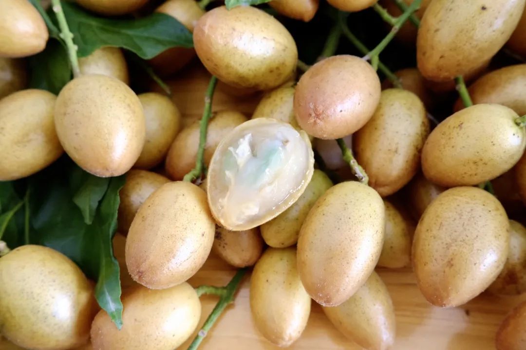 南星村的鸡心黄皮果肉清甜多汁.