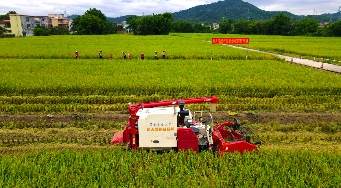 农机下田,水稻归仓!广东省"弘科杯"水稻收割机收减损技能大比武举行