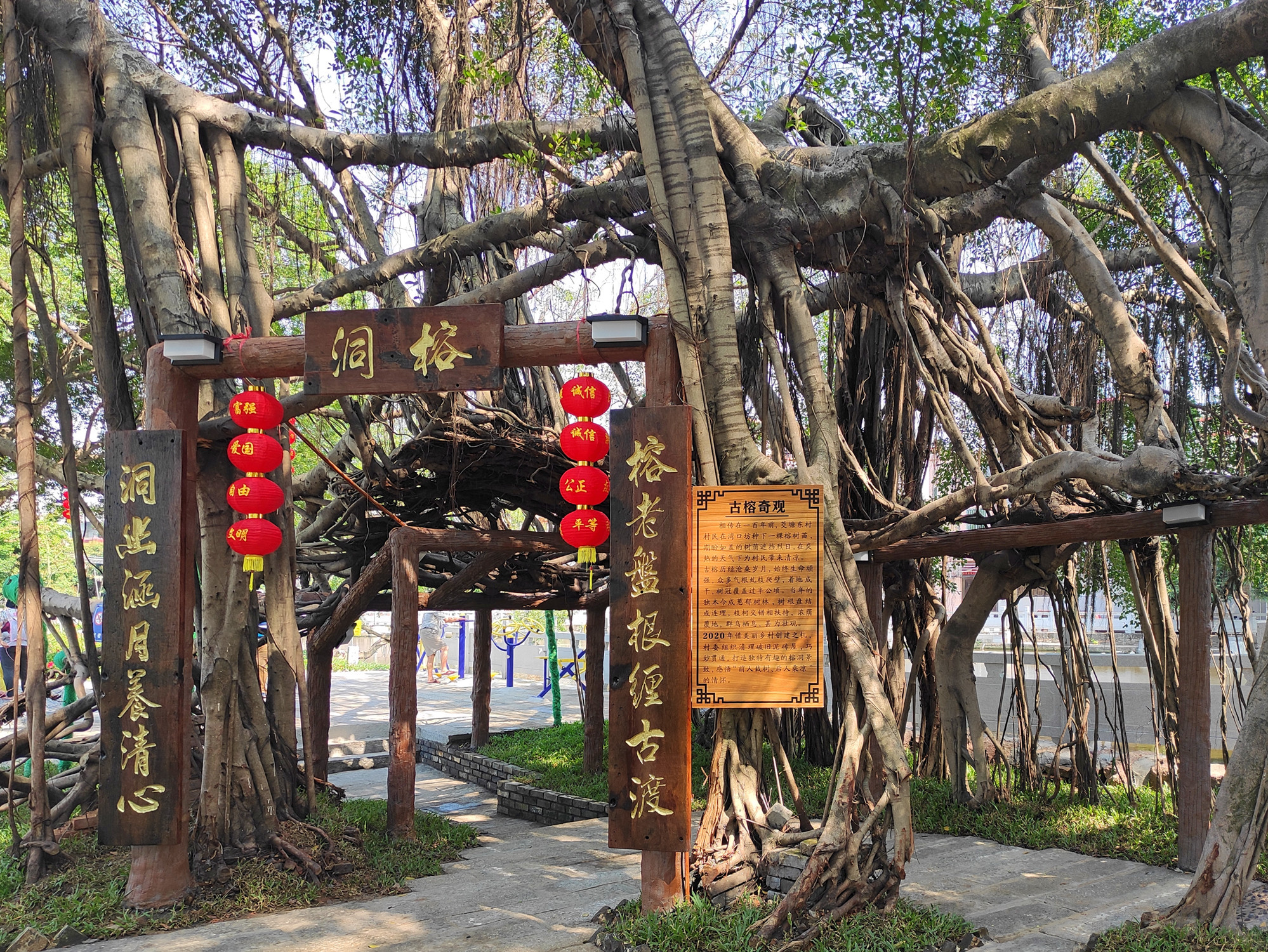 美丽街区:独木成林的百年榕树形成独特的榕洞景观