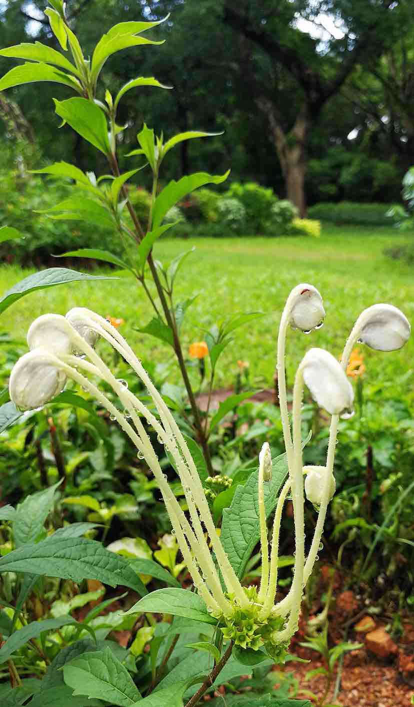 深圳笔架山公园趣味植物迷你花园 90余种趣味植物等你来发现