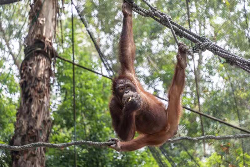 819国际红毛猩猩日:"丛林智者"上线 科普课堂当助教