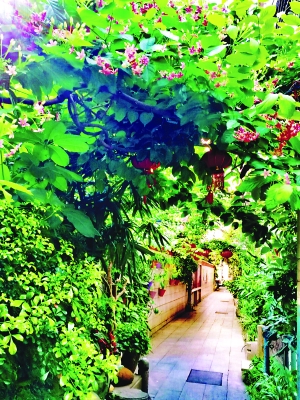 漫步走入庆云街,满巷子绿意,满巷子花香。