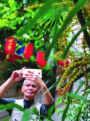 顺坚叔给花草拍照。