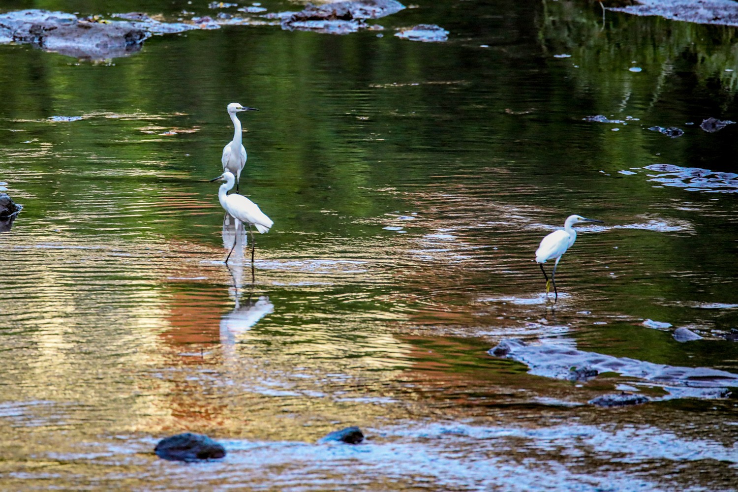 猎德涌上鹭鸶飞