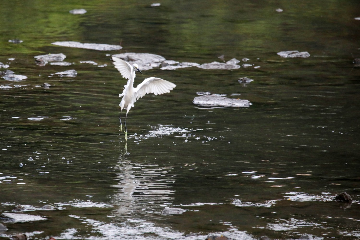 猎德涌上鹭鸶飞