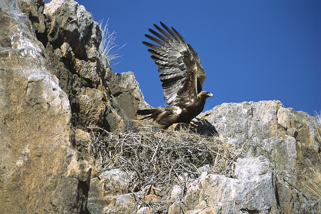 墨西哥金雕.图源:视觉中国
