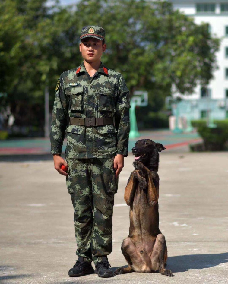 犬王的训导员图片