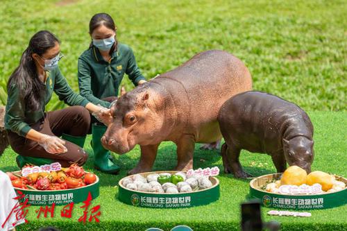 这只又憨又萌的小吃货今日 牛一 鸵鸟黑叶猴都来参加 她 的生日趴