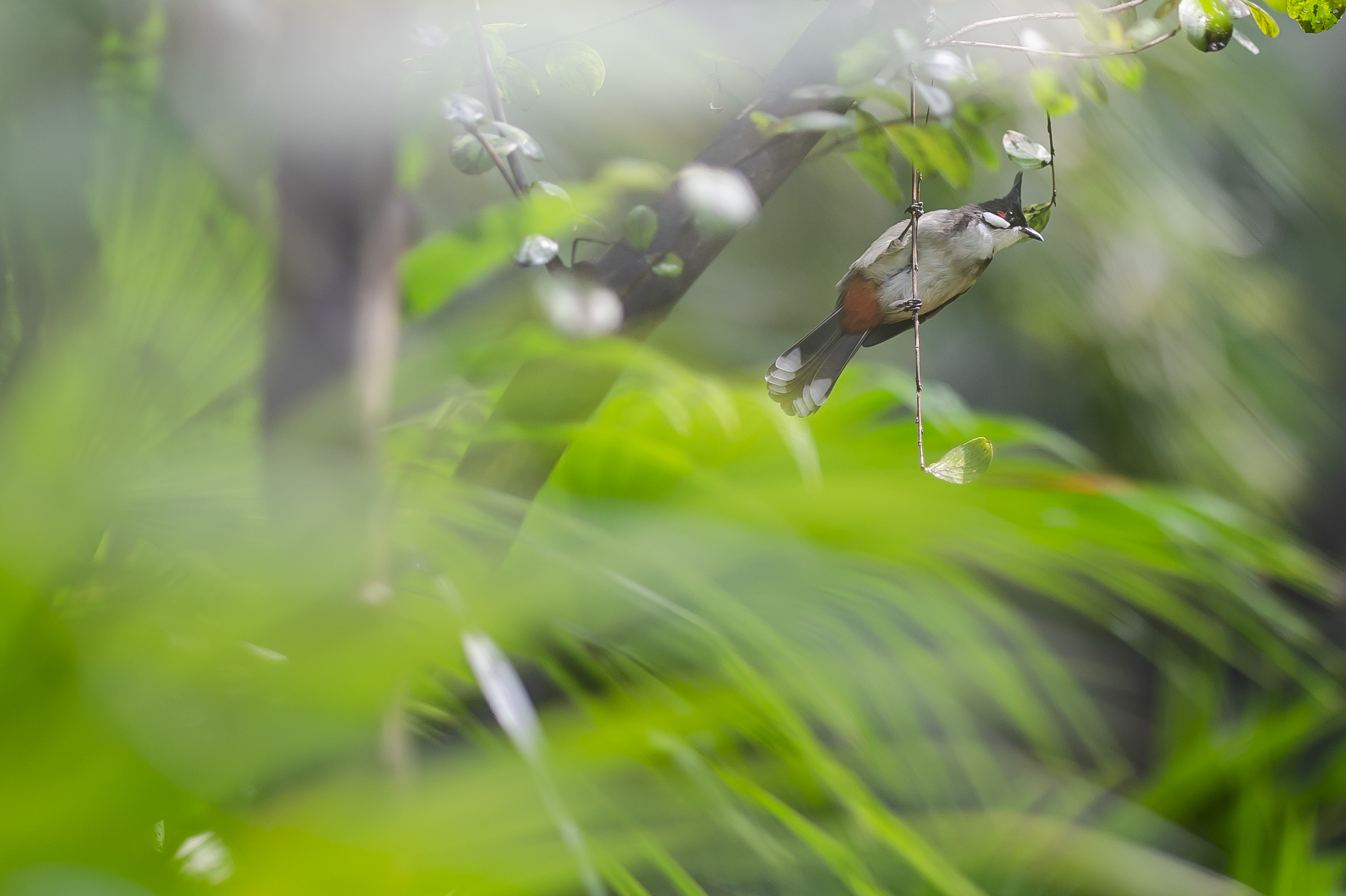 雷雨后的图片壁纸图片