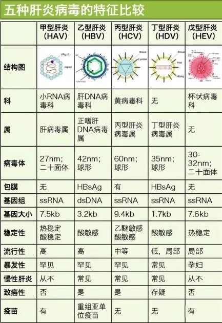 甲肝病毒和戊肝病毒通过受污染的食物和水传播,引起急性肝炎,不会发展