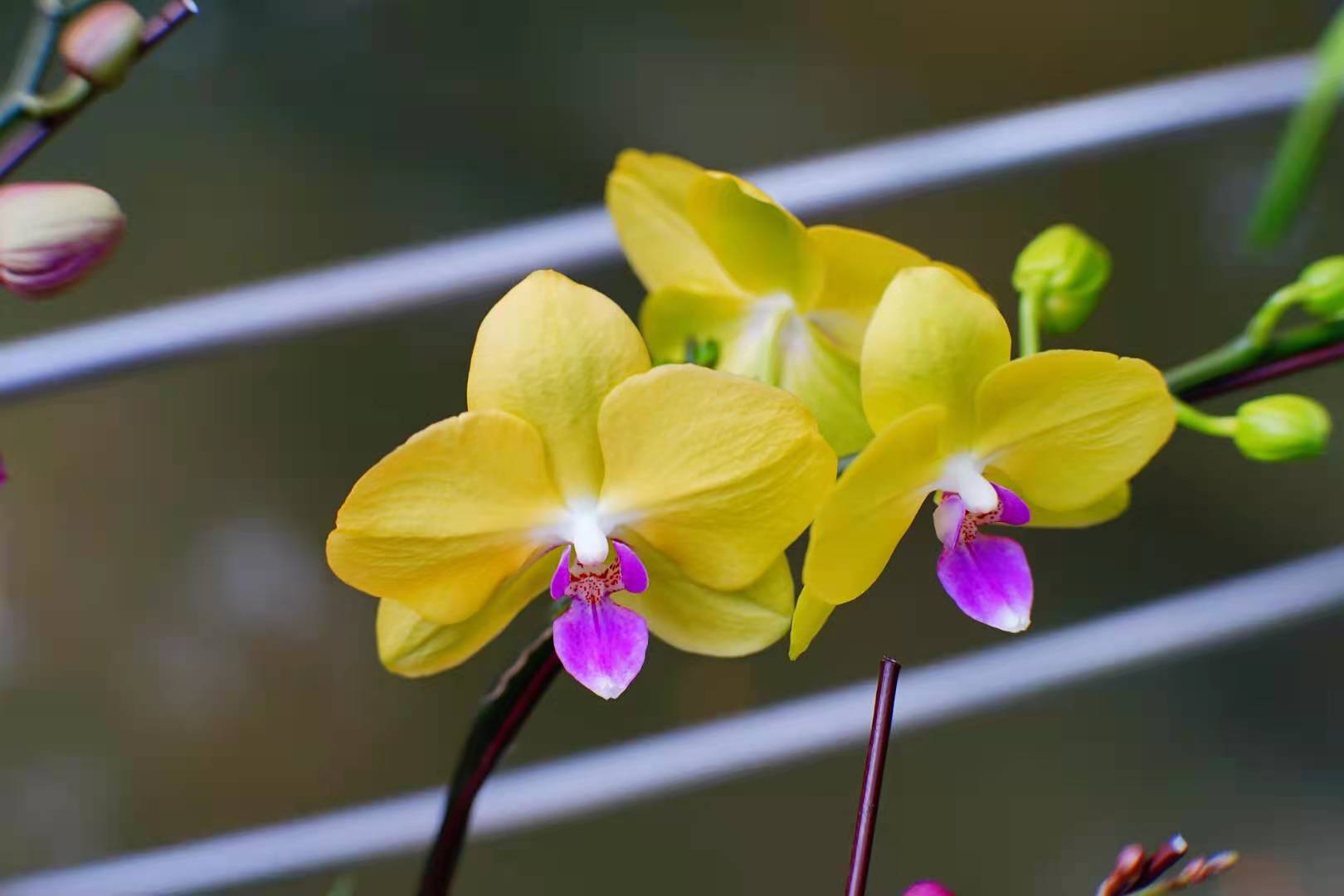 看植物园里来了好多兰花