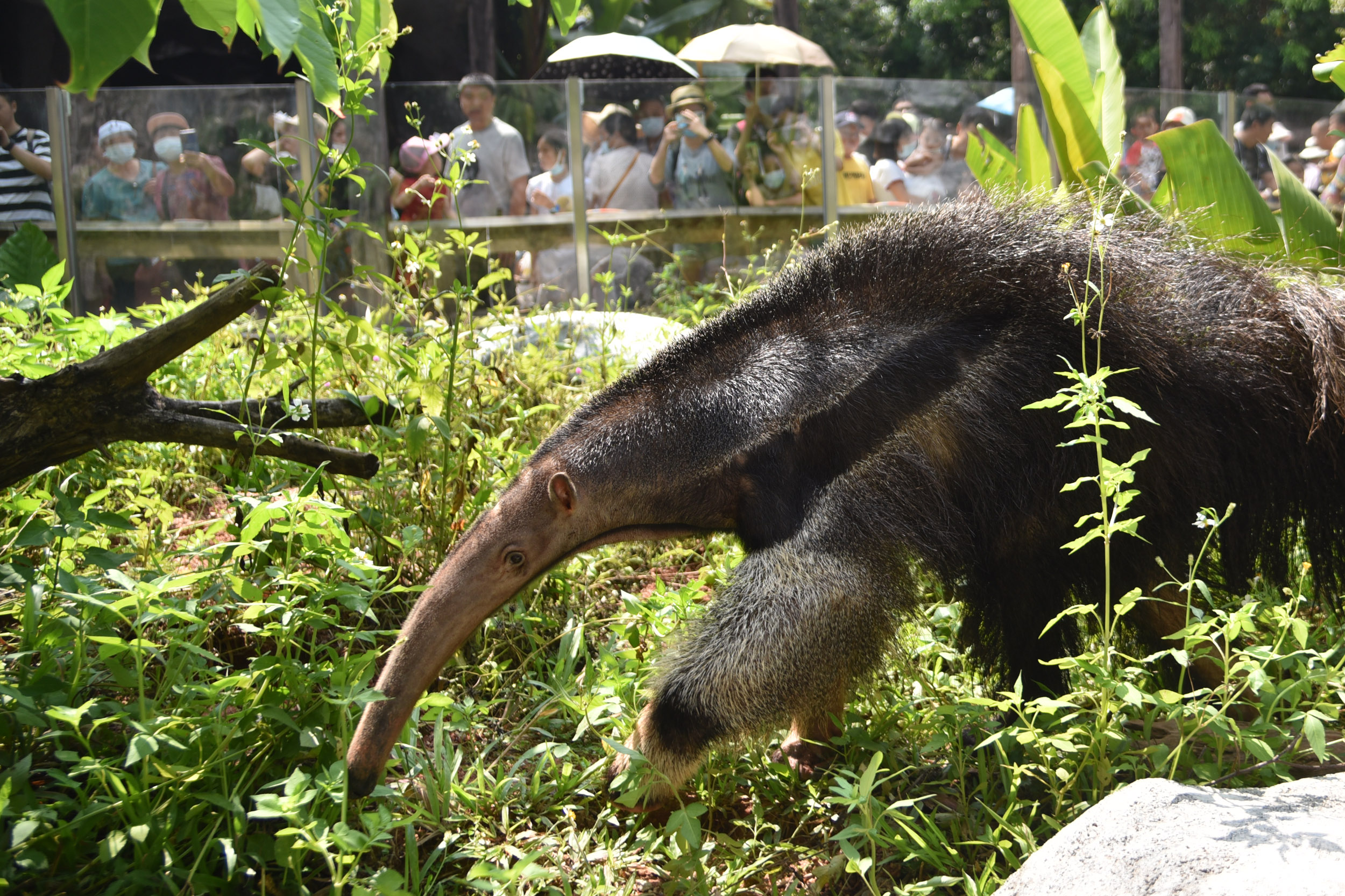 深圳野生动物园奇特动物吸引游客纷至沓来