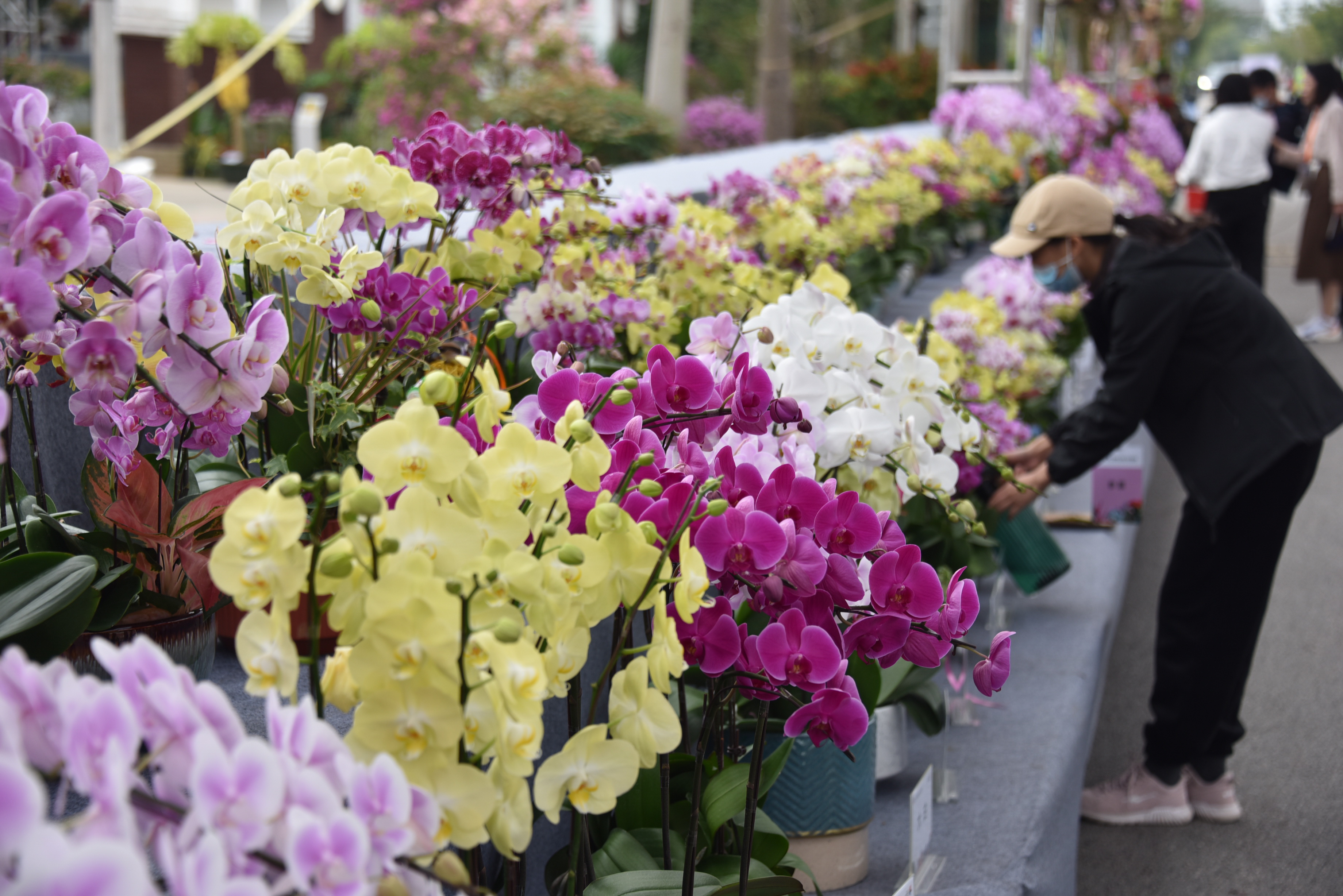 广州国际花卉艺术展图片