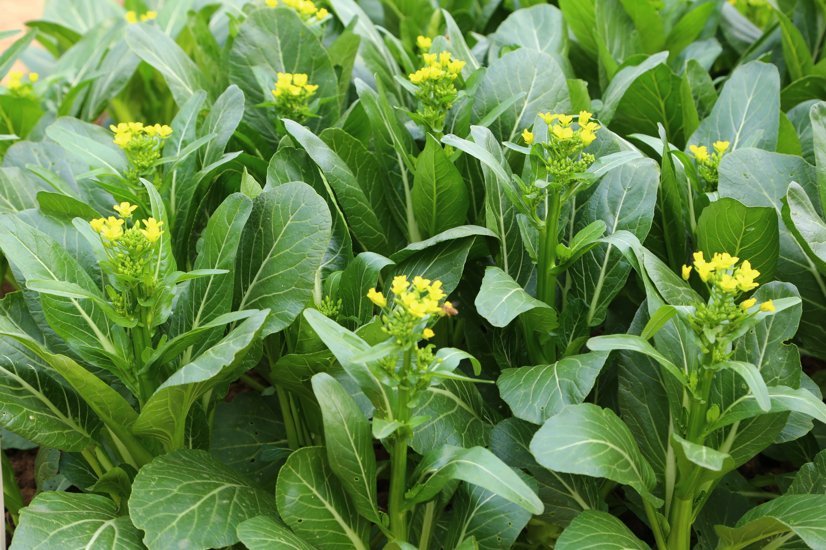 广州本地蔬菜预计11月中旬大量上市可缓解价格波动