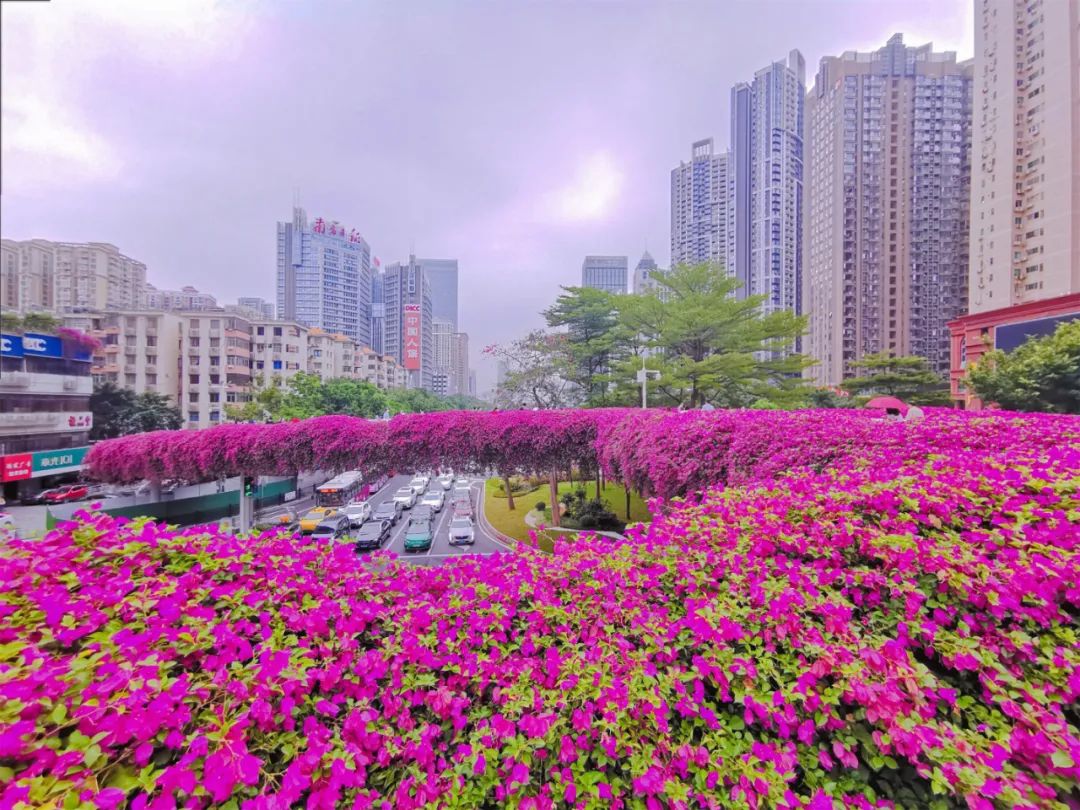 广州的冬天真酷!穿过花海,上班去!