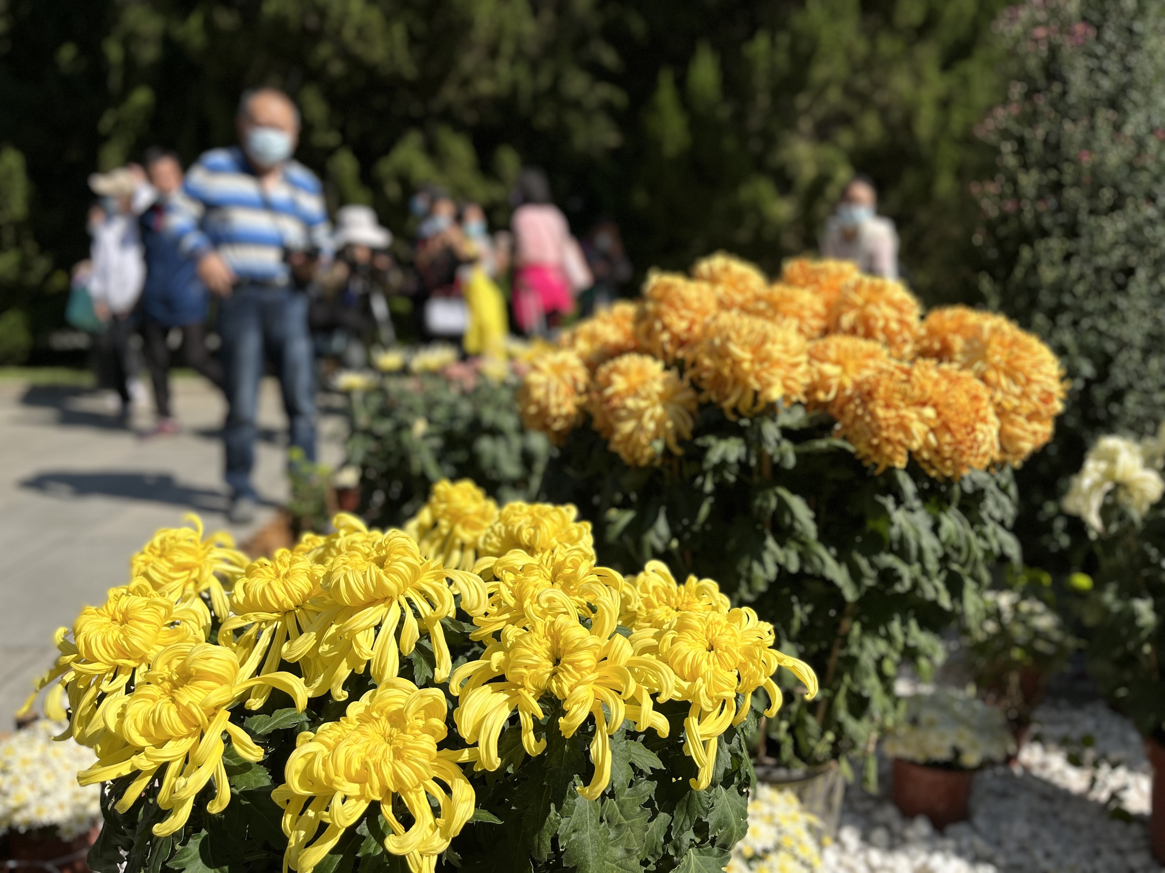 邱伟荣-第七届黄花文化节开幕_-FZ10027604072