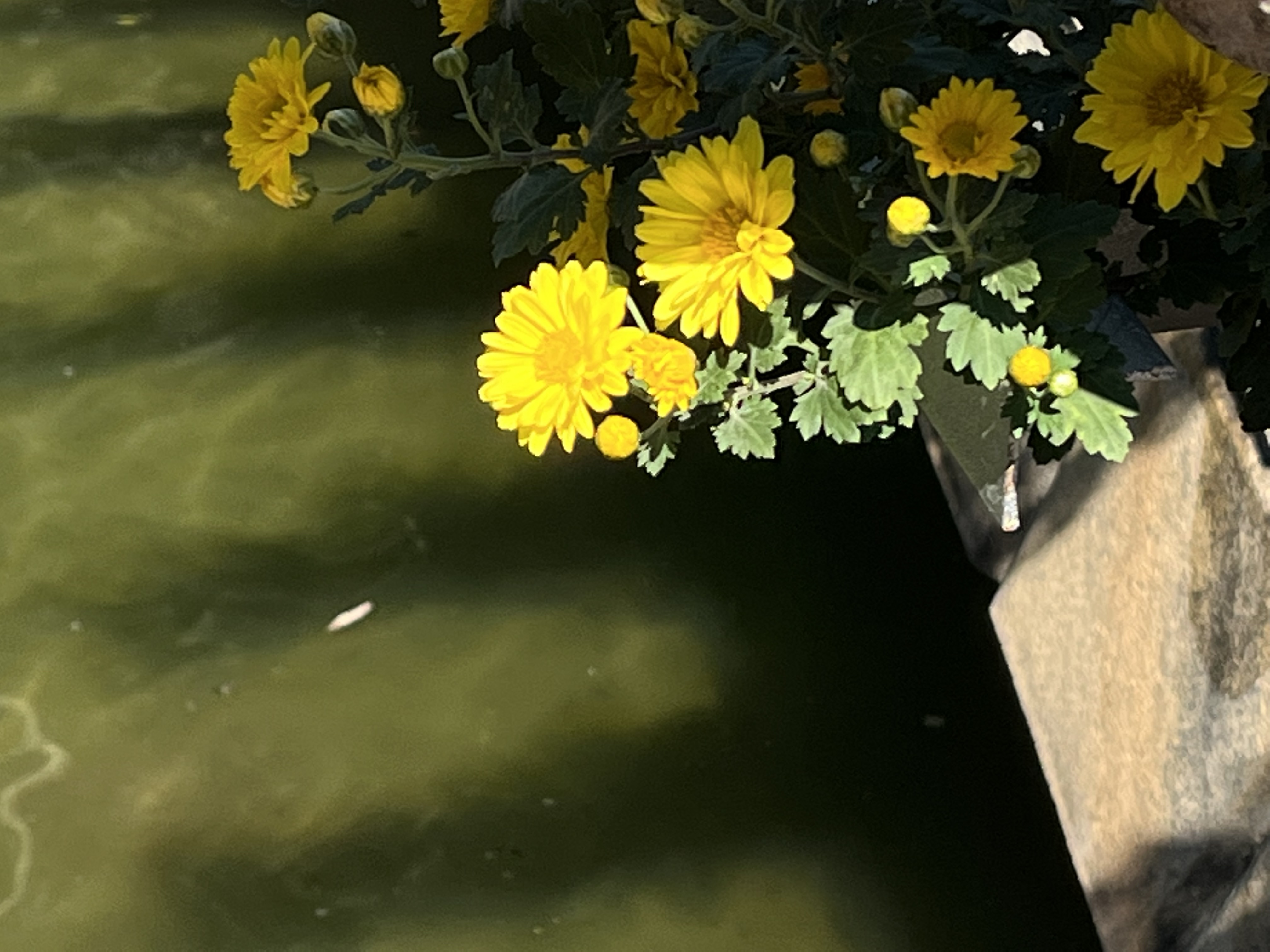 邱伟荣-第七届黄花文化节开幕_-FZ10027604074