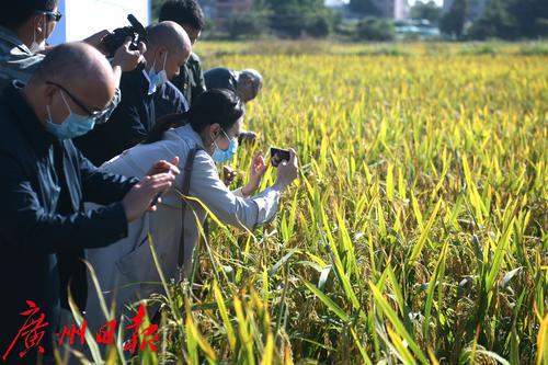杂交水稻亩产3000斤图片