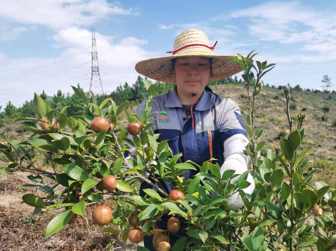 一颗油茶果的表白:争当餐桌上的"黄金果"