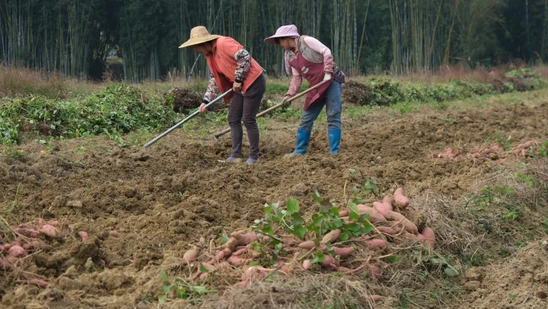 從化良口高山番薯喜豐收為鄉村振興增添活力