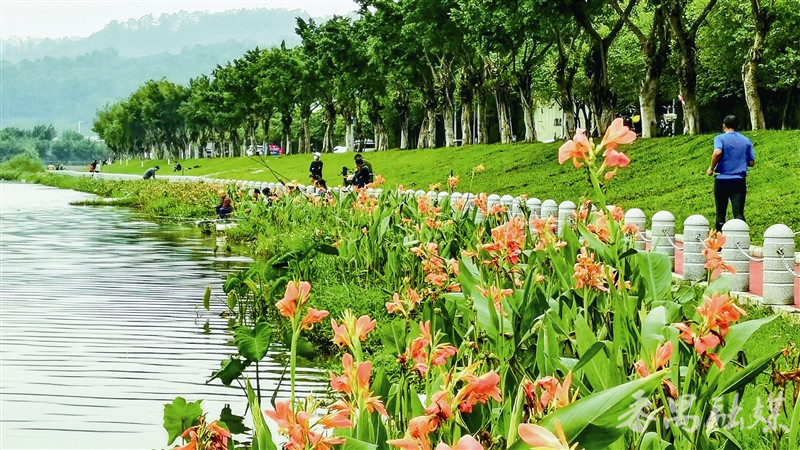 市桥碧道“醉”游人