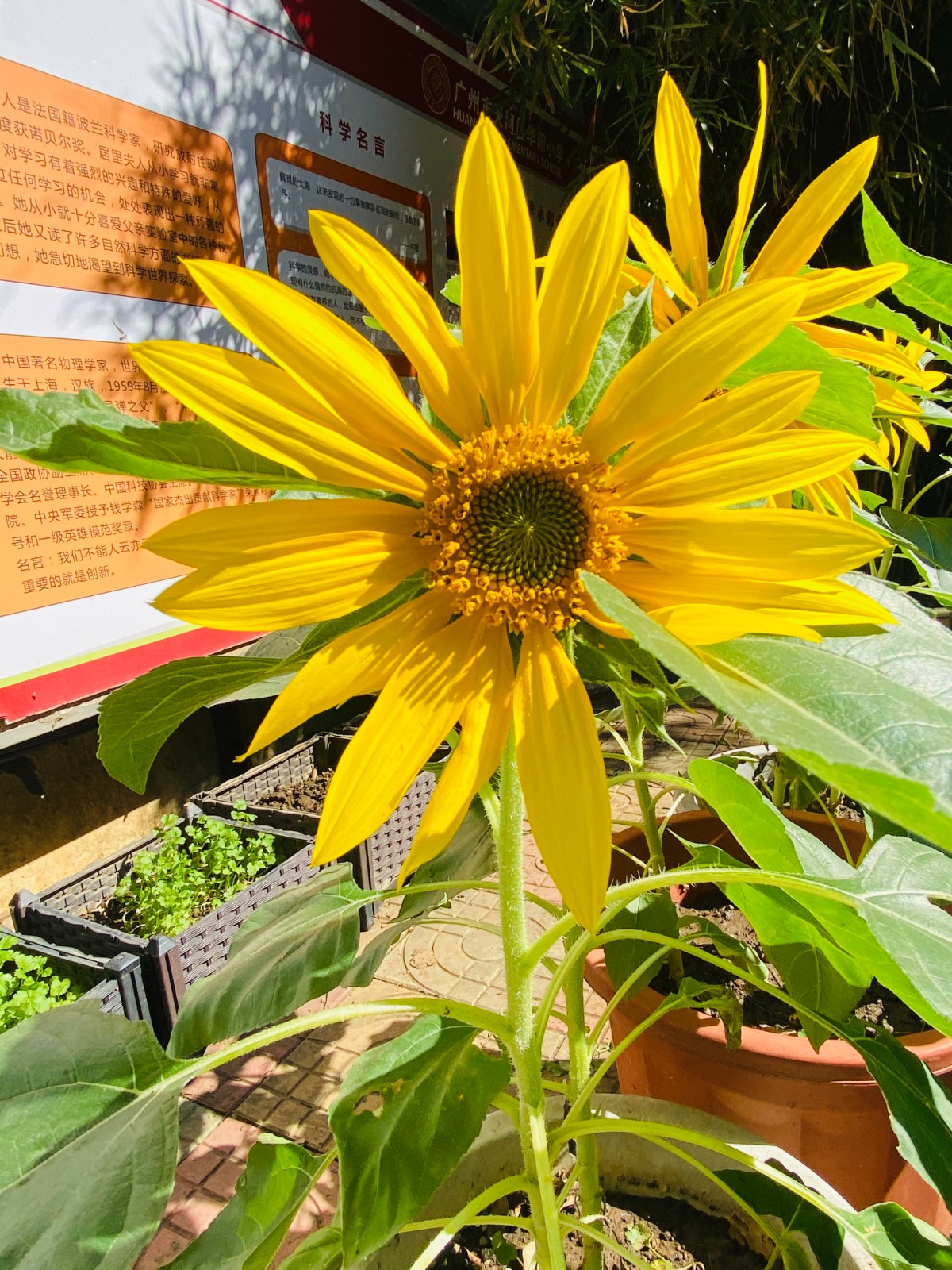 12成长:欣欣向荣的向日葵