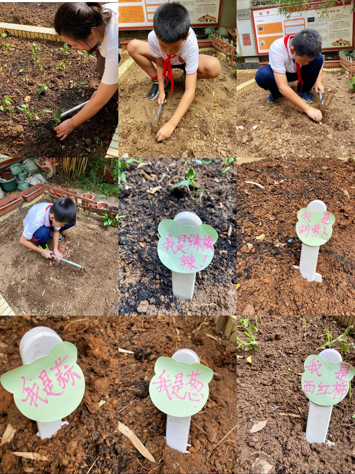 4播种:播种乐趣多,你看我是谁