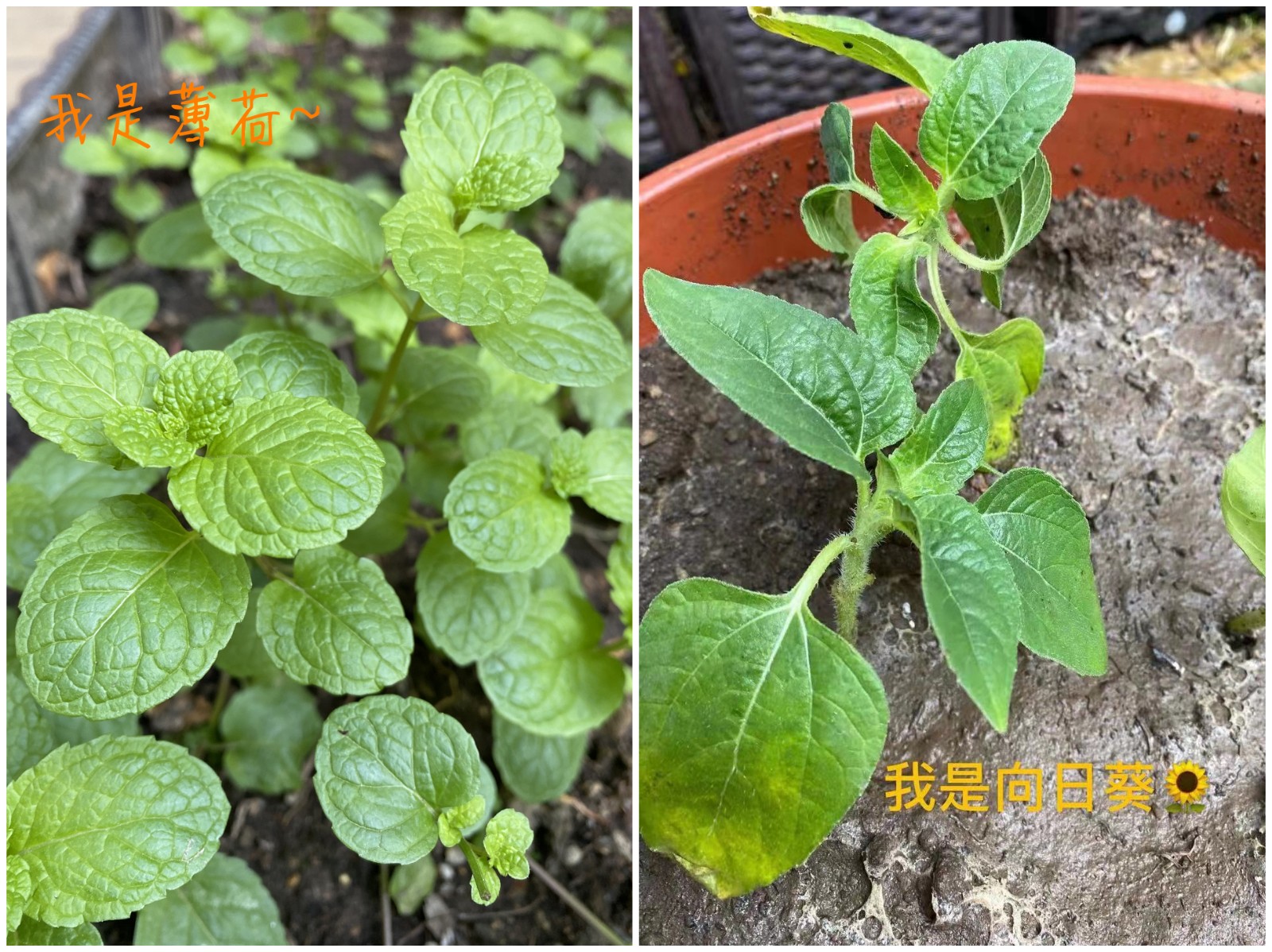 8发芽:嫩嫩的苗儿~