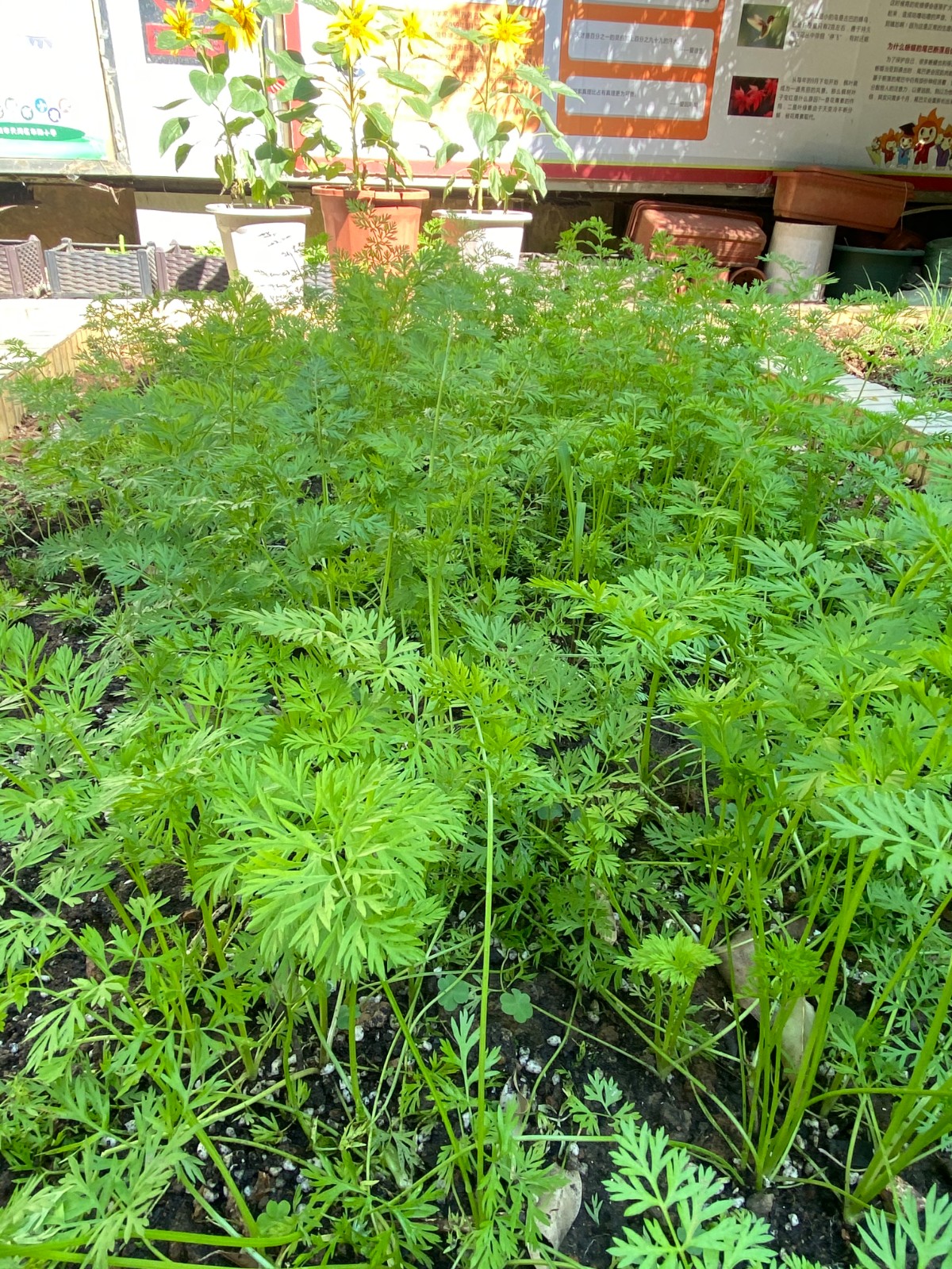 10成长:长势喜人的胡萝卜