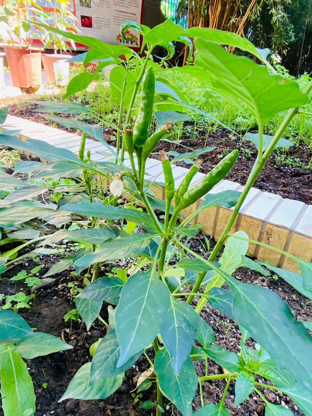 11成长:尖尖的辣椒