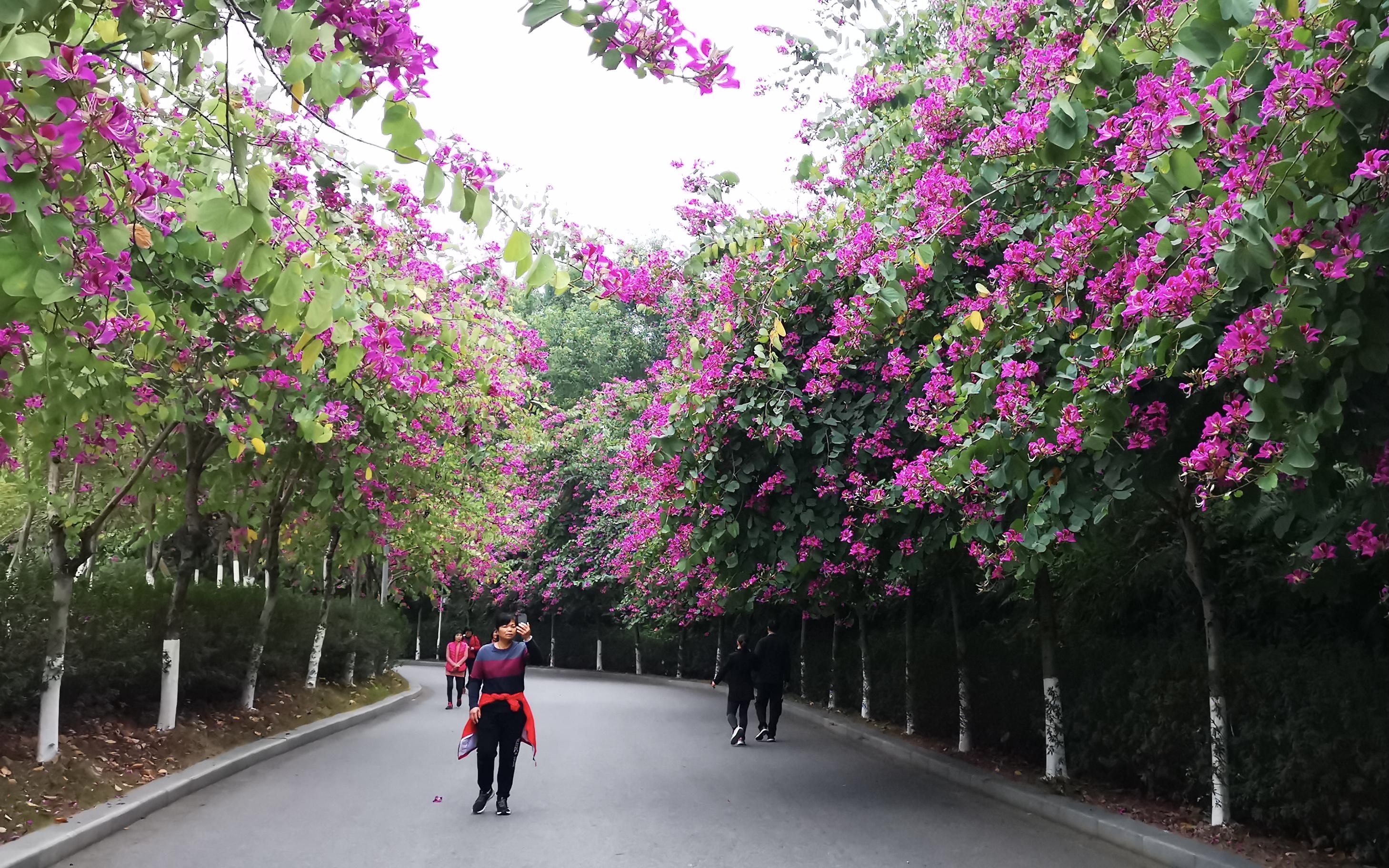 红花紫荆盛开广州番禺儿童公园有条最美花廊