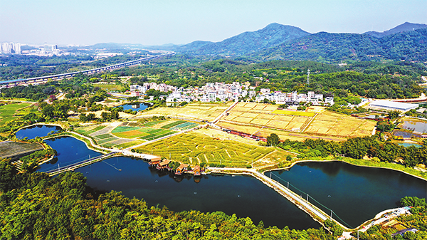 黄埔迳下晚稻正熟日子正旺