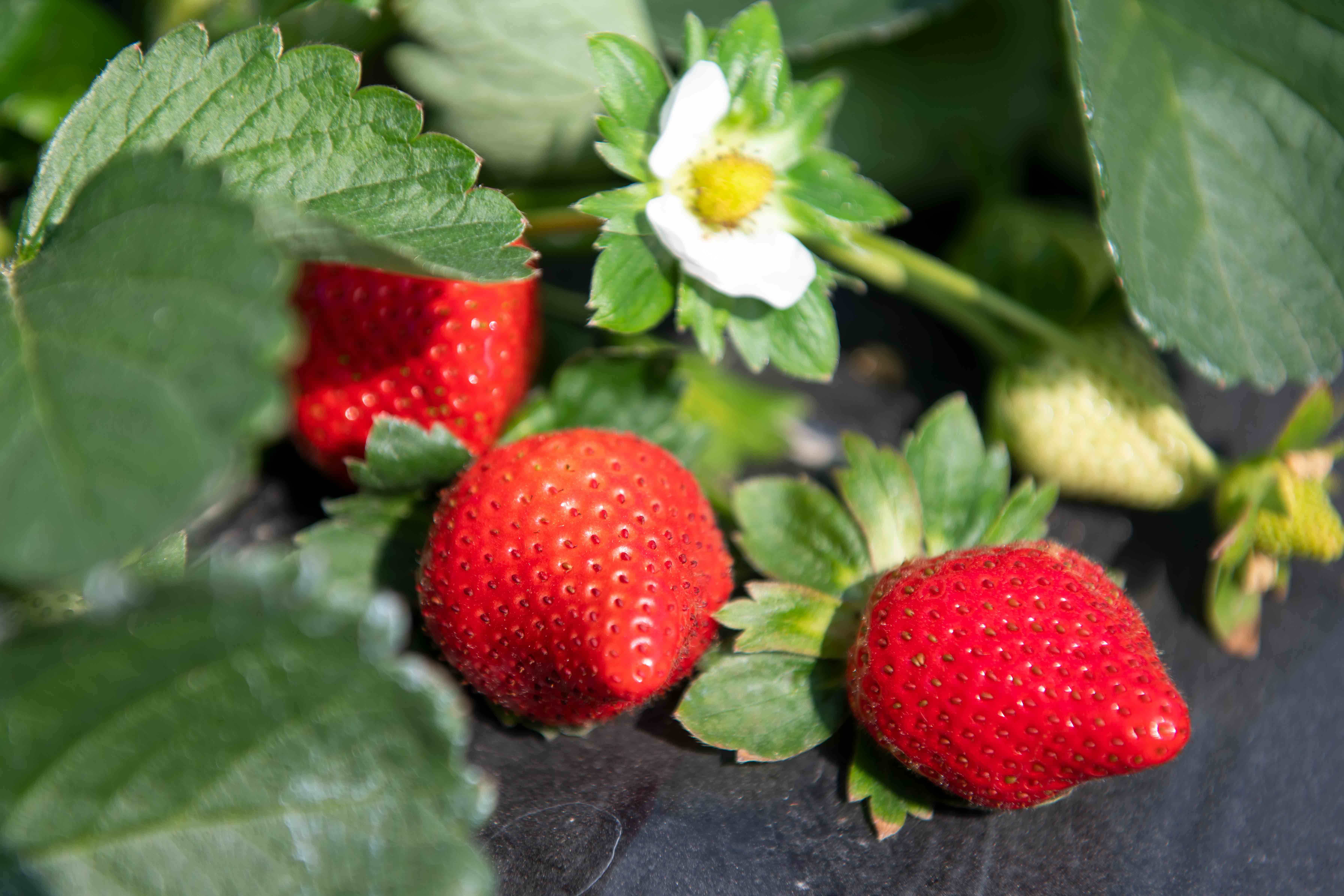 誘人的草莓，真的有激素嗎_可靠飯糰子 - MdEditor