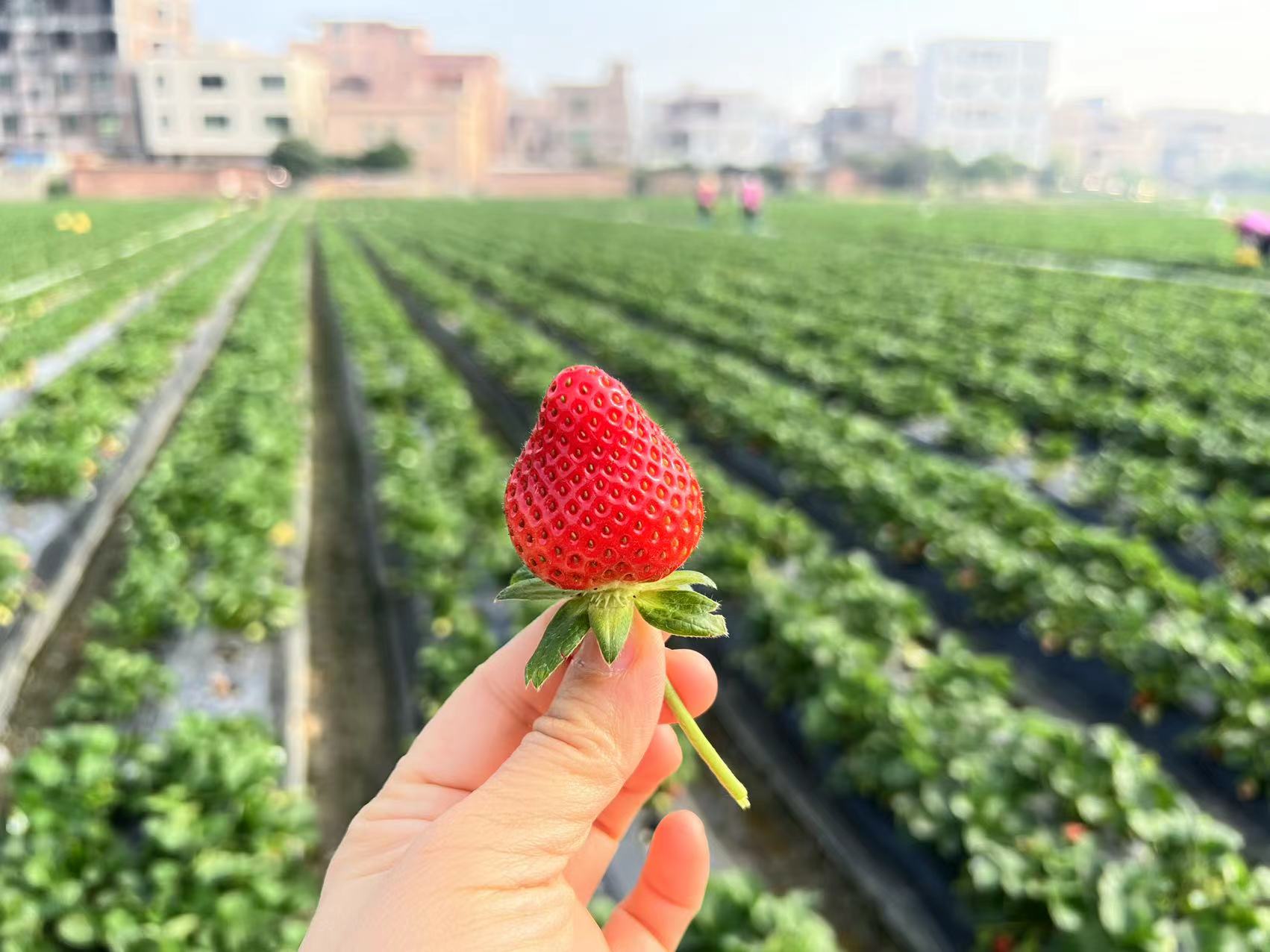 草莓盛宴！我区举办第八届“北京草莓之星”评选暨第三届昌平草莓节启动仪式活动