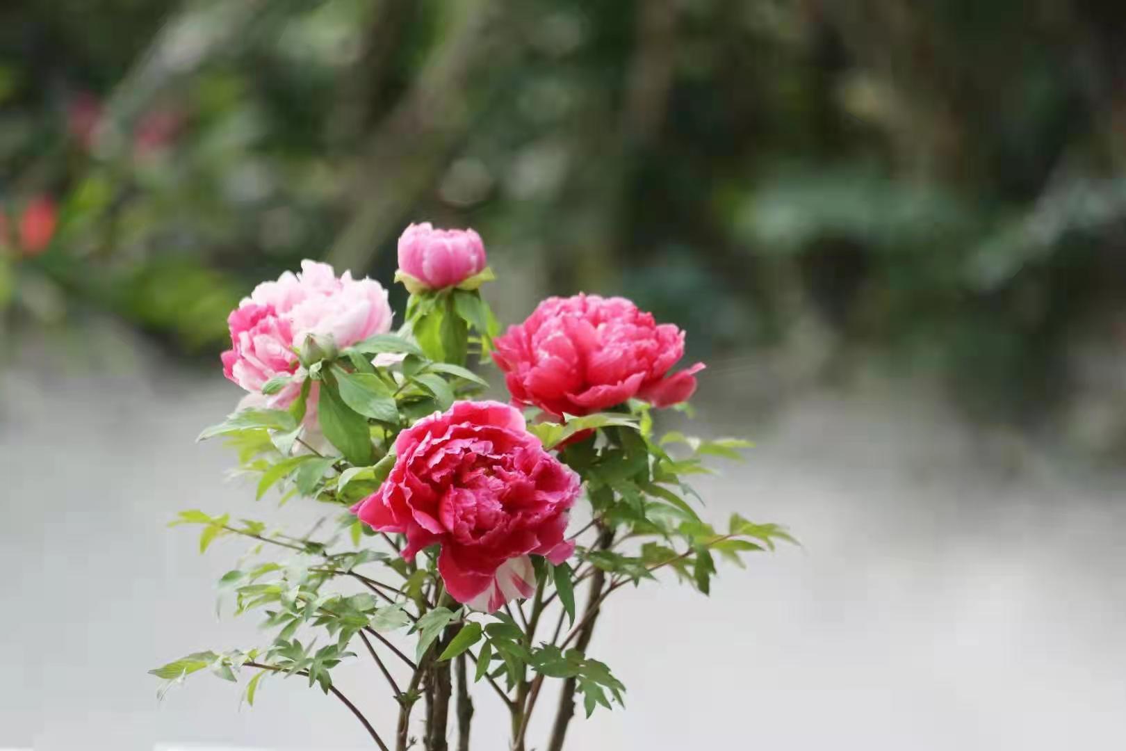 华南植物园第十届牡丹花展（2.5）（6）-中关村在线摄影论坛