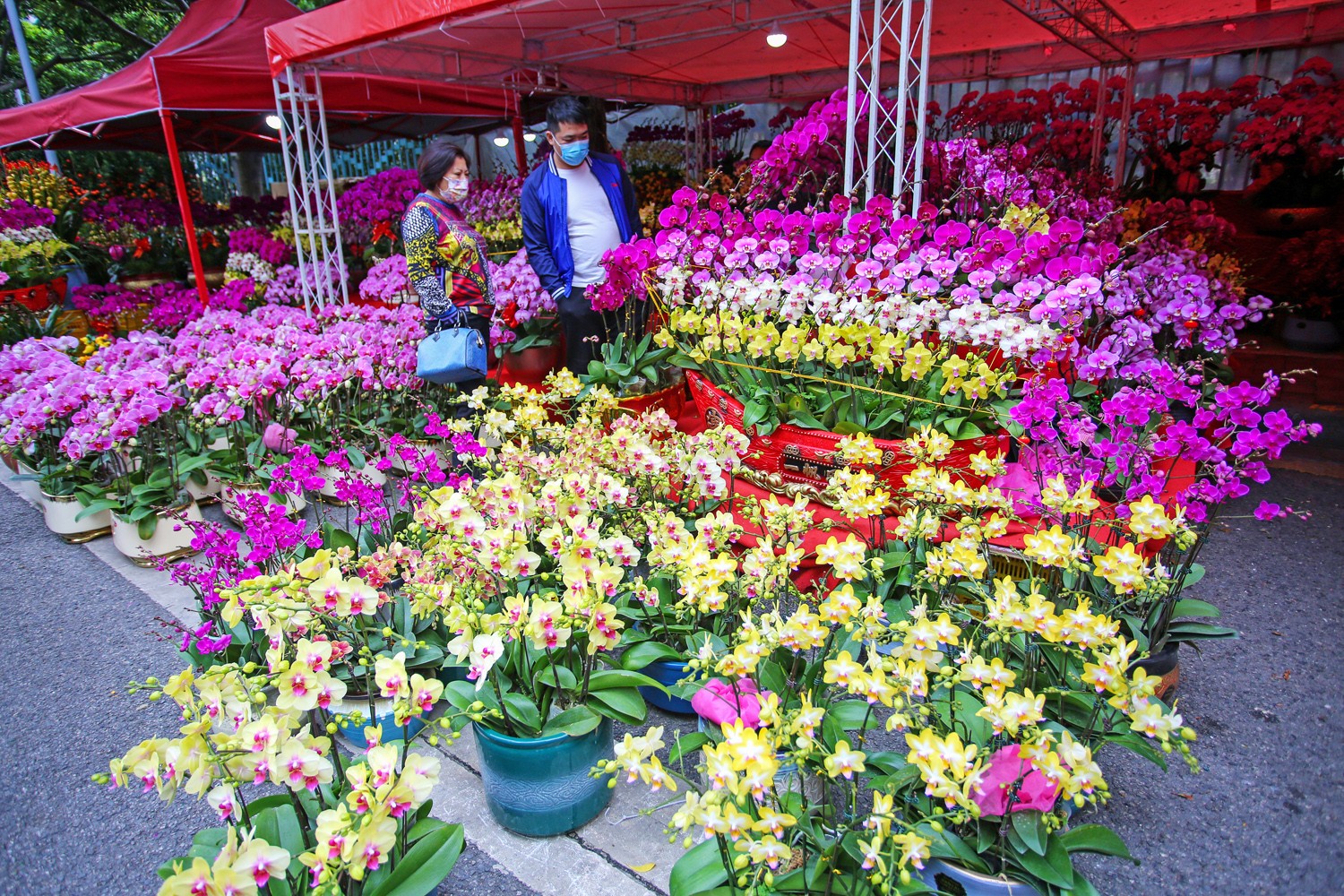 春花“晟”开年味浓，猎德街打造便民花市