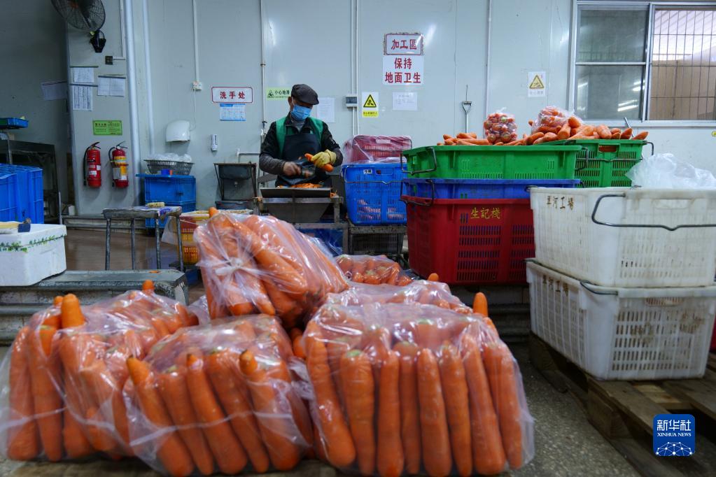 2月11日,深圳生記棧農產品有限公司員工打包供港蔬菜。新華社記者 王豐 攝