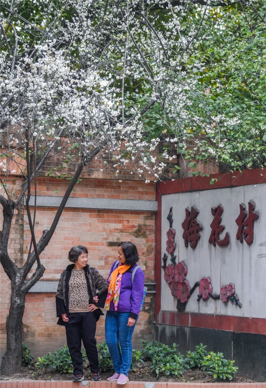 梅花便迎来盛花期在越秀区中山一路东段的梅花村跟着《三家巷》重温